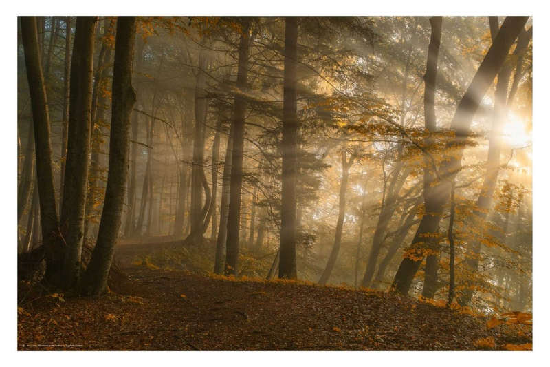 Forest Light by Norbert Maier - Art poster - Photography poster