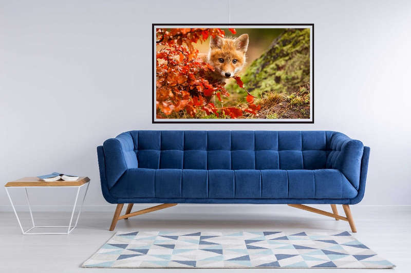 Fox by Robert Adamec  - Wildlife Photography poster