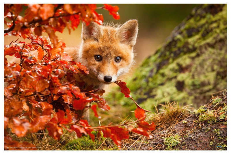 Fox by Robert Adamec  - Wildlife Photography poster