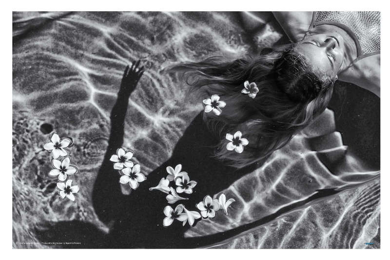 Frangipani Tree by Gloria Salgado Gispert - Photography poster