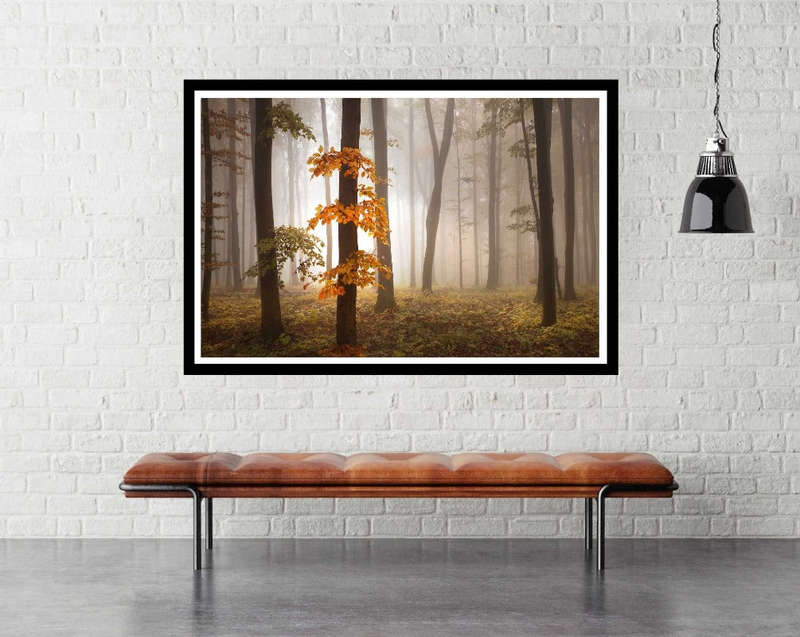 In November Light by Nicolas Schumacher - Nature Photography poster