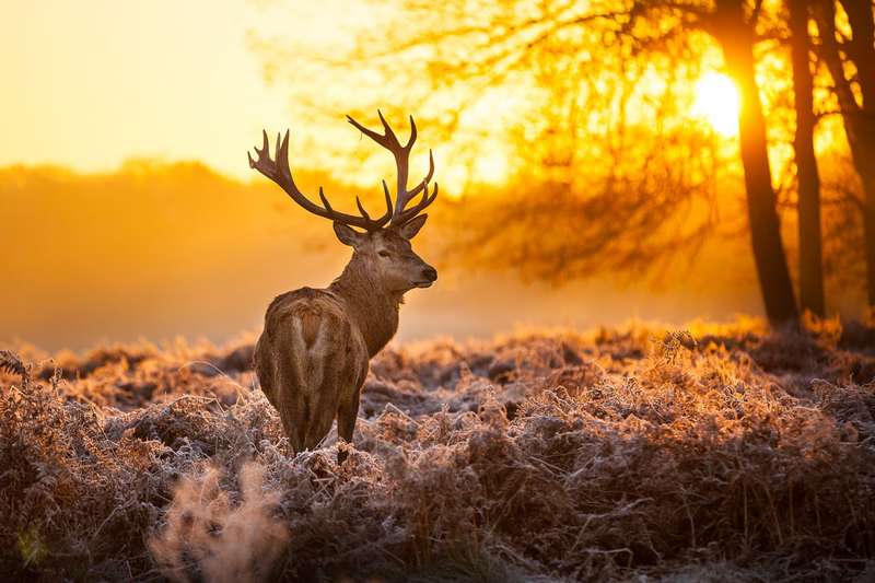 Golden Stag Poster