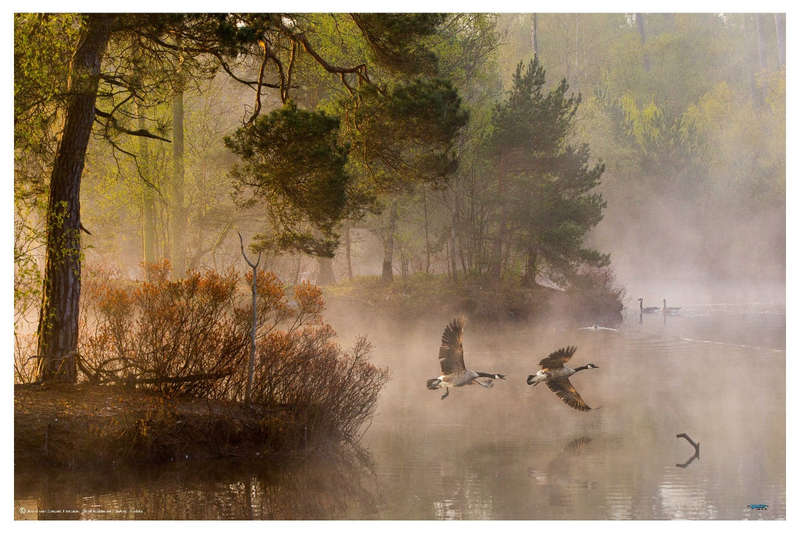 Goose flight by Anton van Dongen - Nature Photography poster