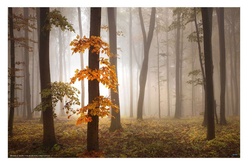 In November Light by Nicolas Schumacher - Nature Photography poster