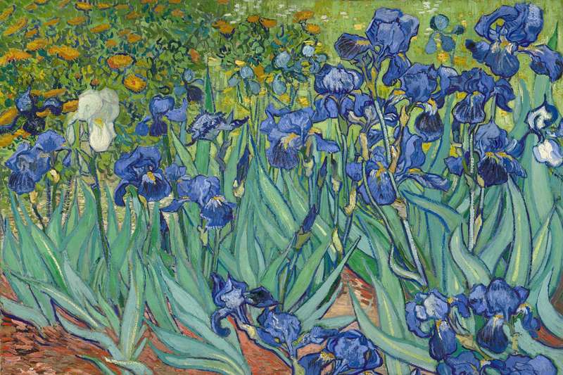 Vincent Van Gogh - Irises (1889) Poster