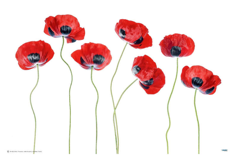 Ladybird Poppies by Mandy Disher  - Nature Photography poster