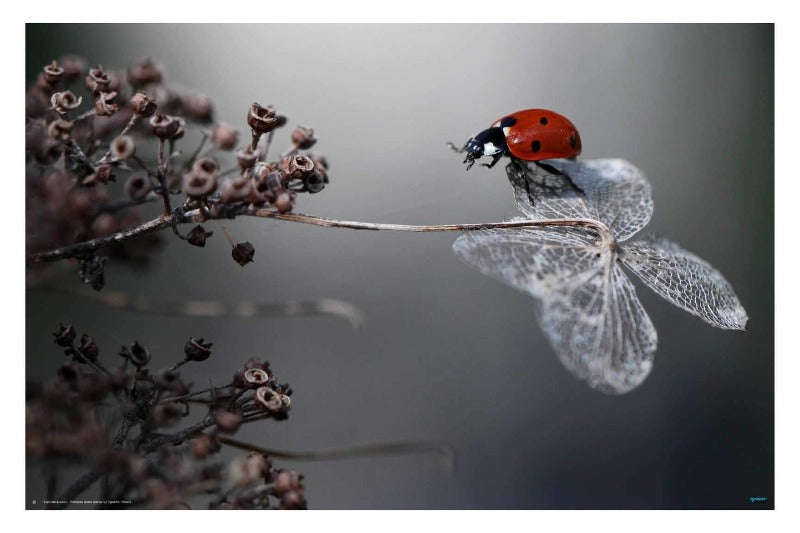 Ladybird on Hydranga by Eleen van Deleen - Nature Photography Poster