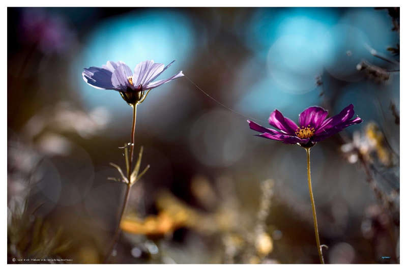 Le Lien by Fabien Bravin - Nature Photography poster