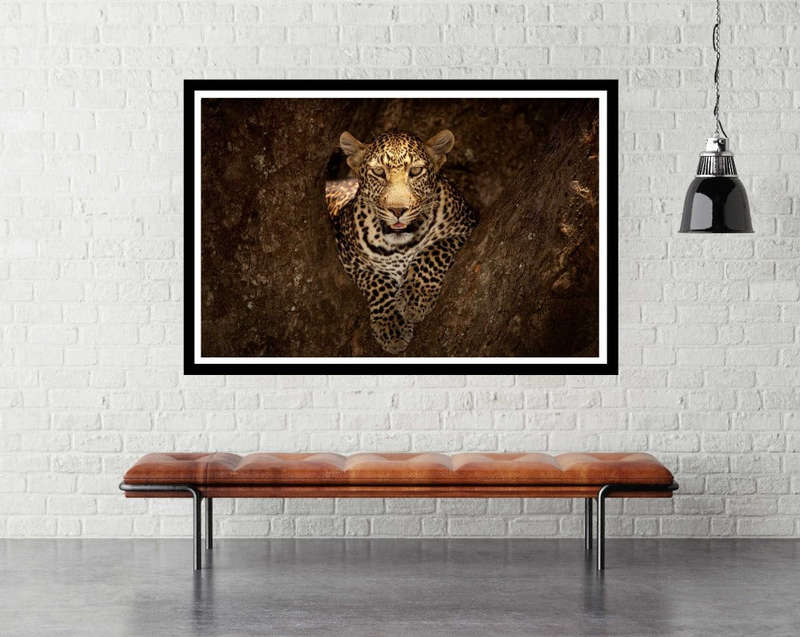 Leopard in a Tree by Ozkan Ozmen - Wildlife Photography Poster