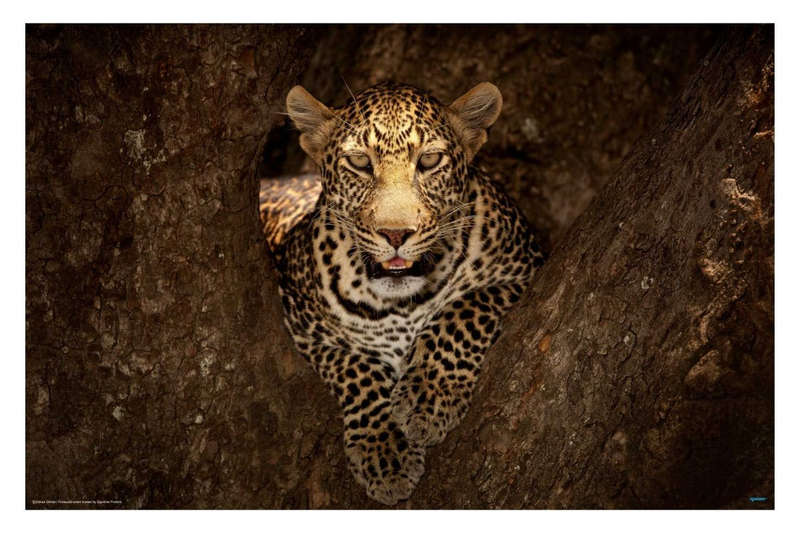 Leopard in a Tree by Ozkan Ozmen - Wildlife Photography Poster