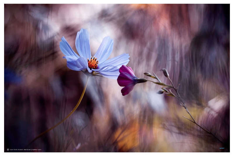 Le rendez vous by Fabien Brovin - Nature Photography poster