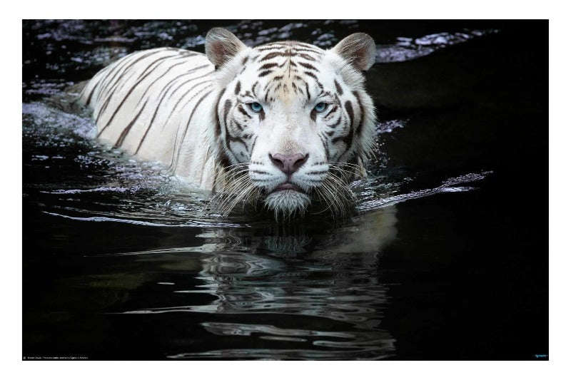 Looking at Me Looking at You by Renee Doyle, Wildlife Poster 2021