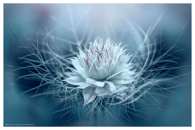 Love-in-a-mist by Mike Contoli - nature Photography poster
