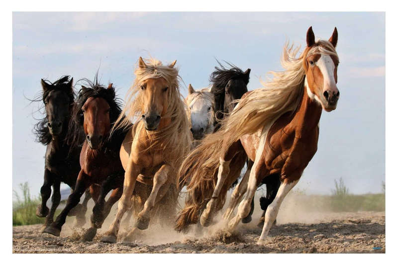 Lucky Six by Adam Wong - Horse Animal Photography Poster