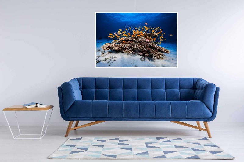 Marine Life by  Barathieu Gabriel - Ocean Photography Poster