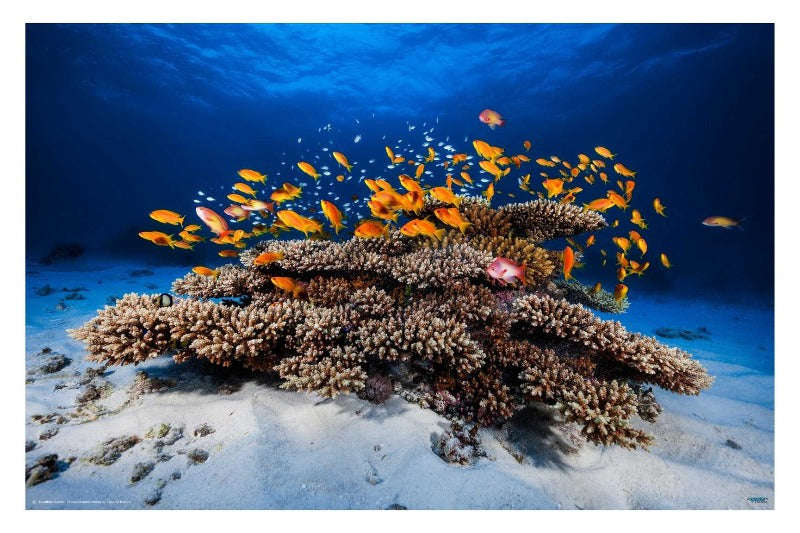 Marine Life by  Barathieu Gabriel - Ocean Photography Poster