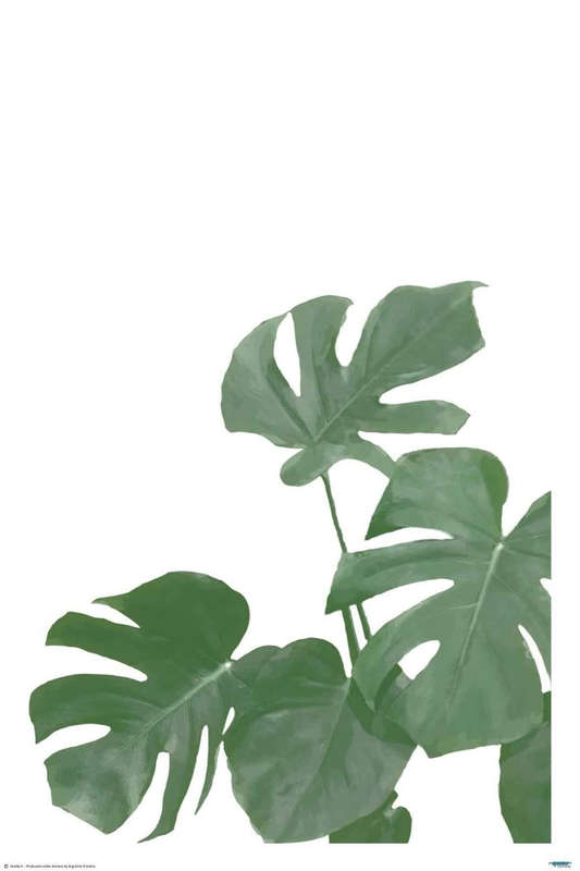 Monstera Aqua 04 - Art Poster