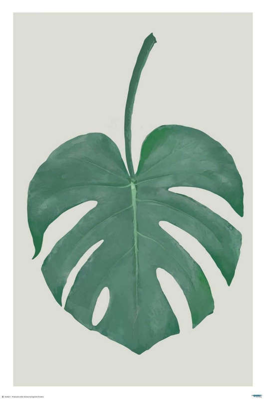 Monstera Aqua 06- Art Poster