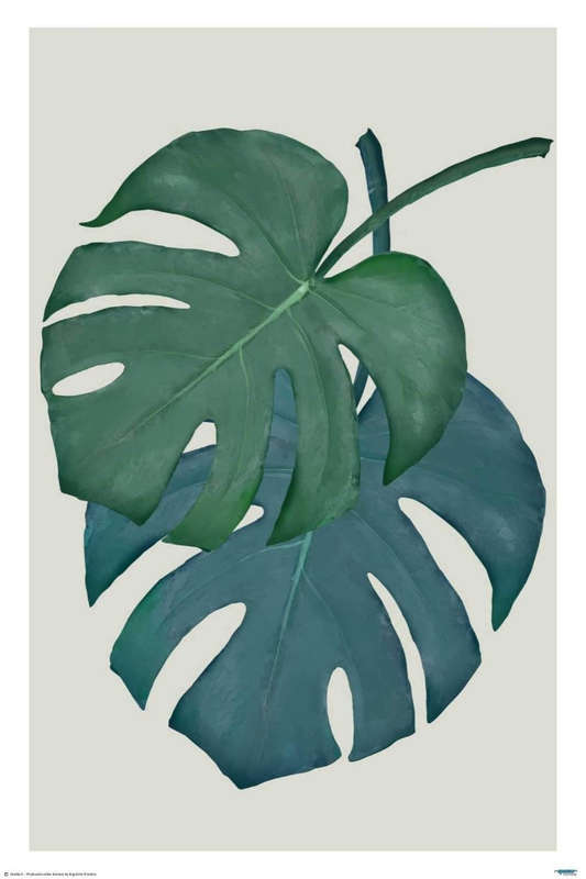 Monstera Aqua 05 leaves - Art Poster