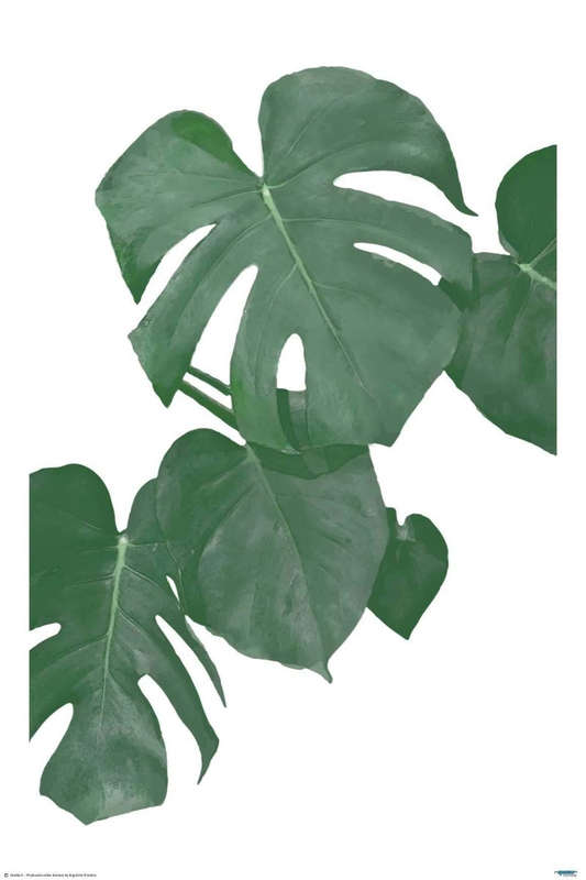 Monstera Aqua 01 - Art Poster
