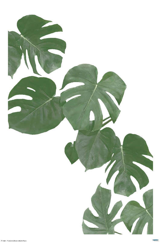 Monstera Aqua 02 - Art Poster