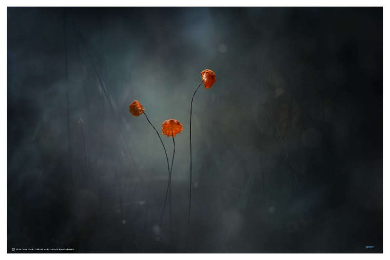 Mushrooms by Abdul Gapur Dayak  - Nature Photography poster