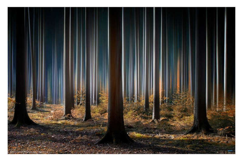 Mystic Wood by Meyerdierks Carsten - Nature Photography poster