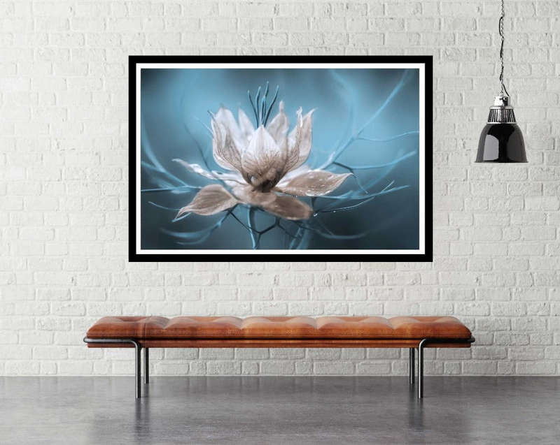Nigella by Mandy Disher - flower Photography poster