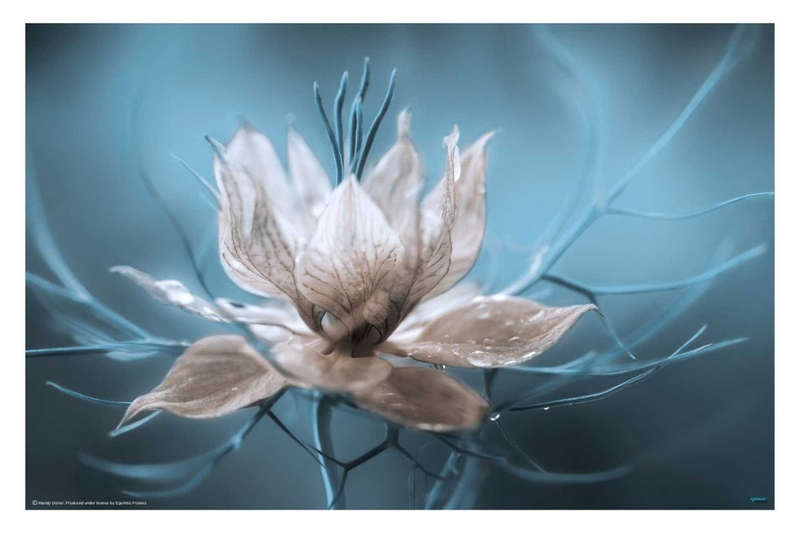 Nigella by Mandy Disher - flower Photography poster