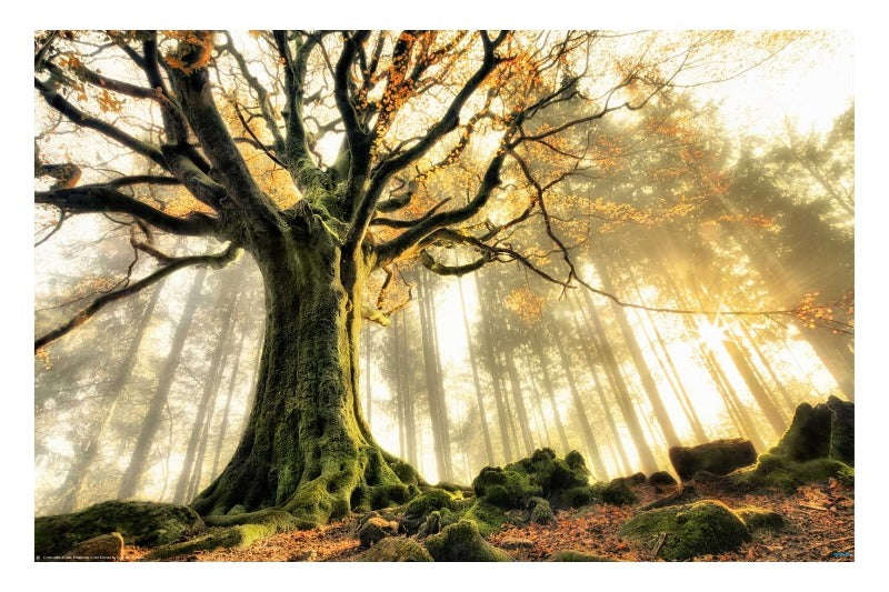 November by Christophe Kiciak - Tree Poster