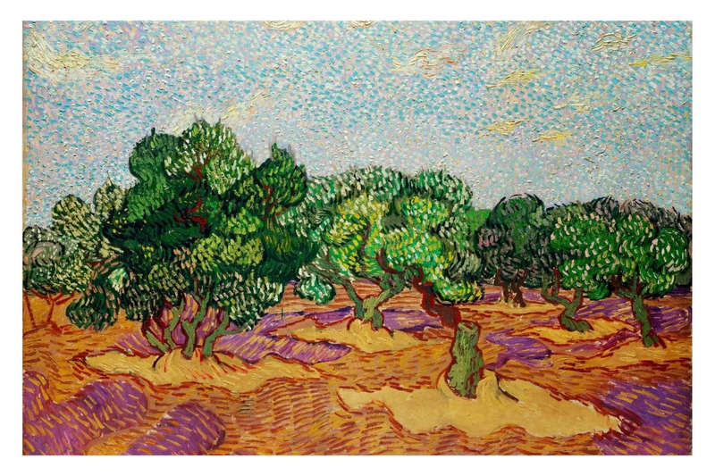Olive Trees by Vincent van Gogh - Art poster