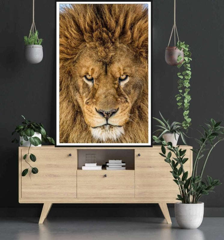 Serious Lion by Mike Centioli - Wildlife Poster