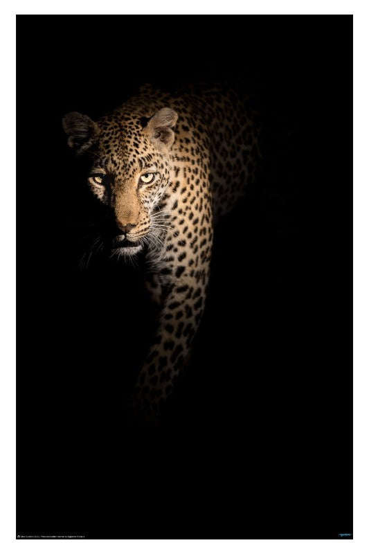 Out of the Darkness by Richard Guijt - Wildlife Photography Poster