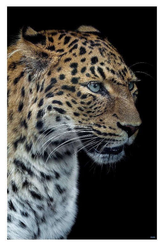 Panthere portrait version 2.0 by Laurent Lothare Dambreville - Animal Portrait Poster