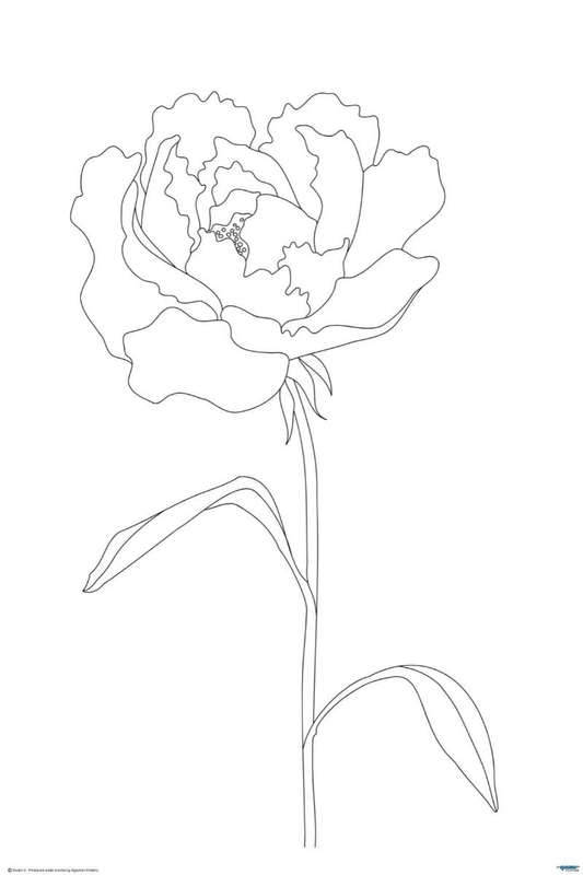 Peony Lines -  Art Poster
