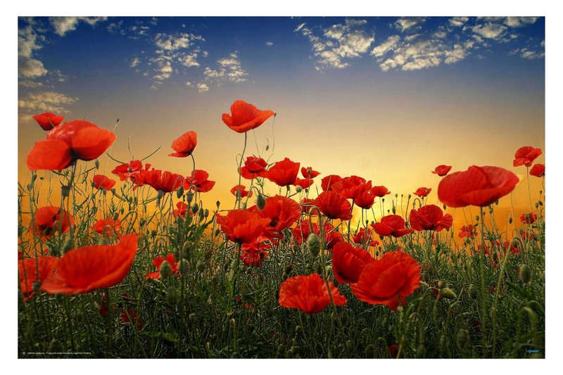 Poppies by Albena Markova Art Photography poster