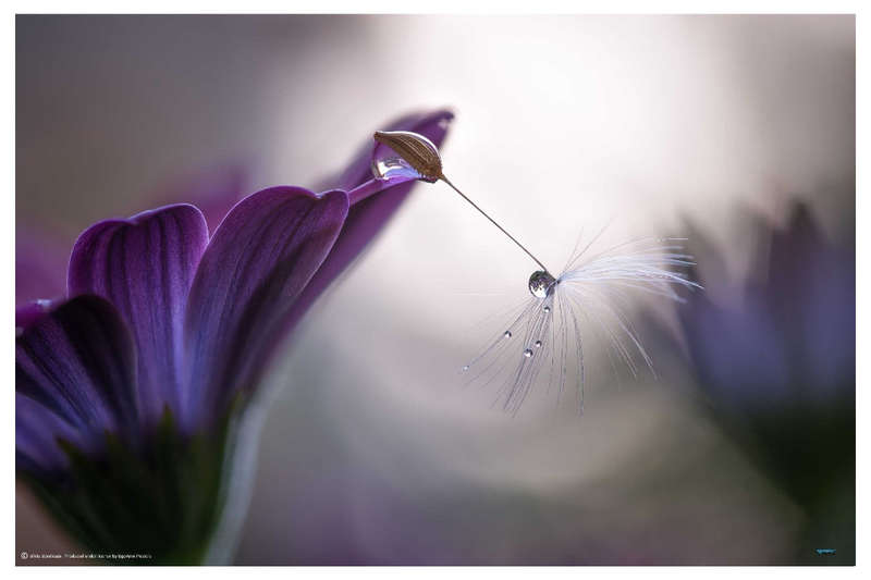 Purple Rain by Silvia Spedicato - nature Photography poster