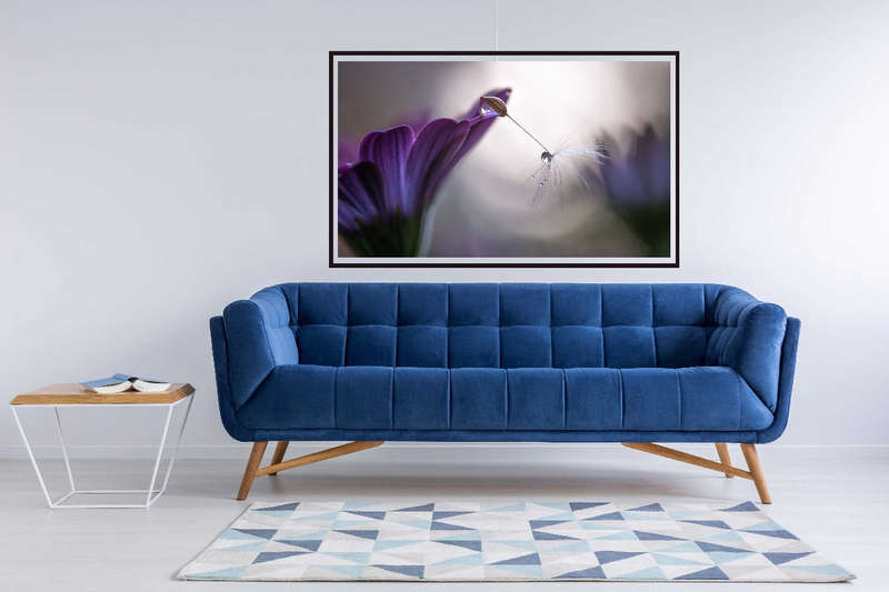 Purple Rain by Silvia Spedicato - nature Photography poster