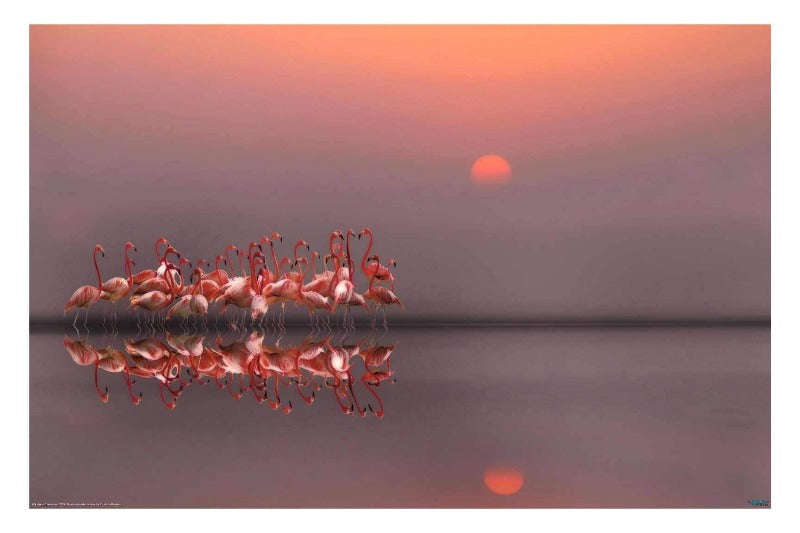 Purple Sunset - animal Photography Poster