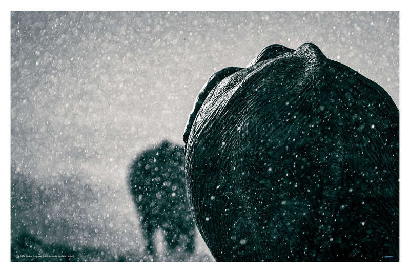 Rainy Season by Mike Taylor -  Wildlife Photography Poster.