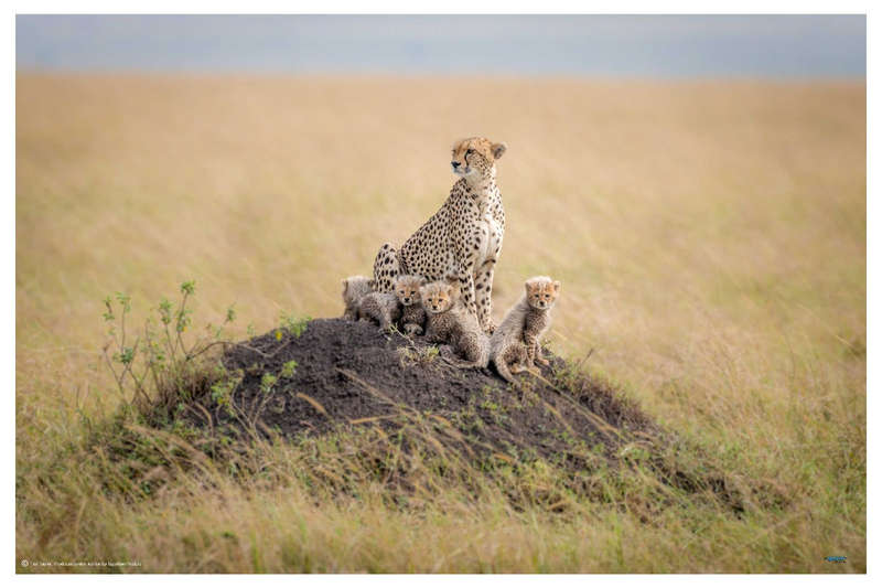 Regal Protector by Ted Taylor - Wildlife Photography poster