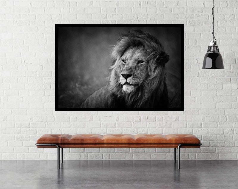 Regal by Mohammed Alnaser. Wildlife Photography Poster.