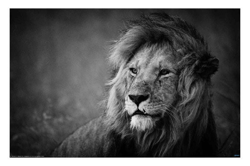 Regal by Mohammed Alnaser. Wildlife Photography Poster.
