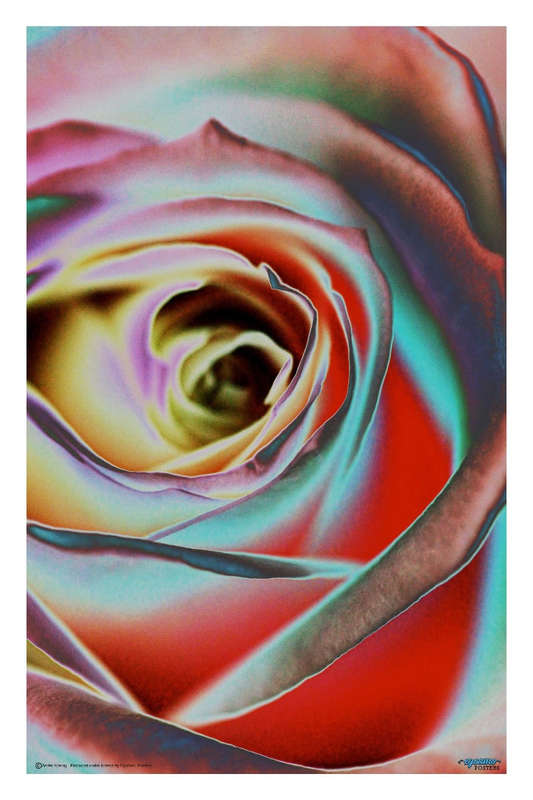 Rose by Andre Koeing - Photography poster