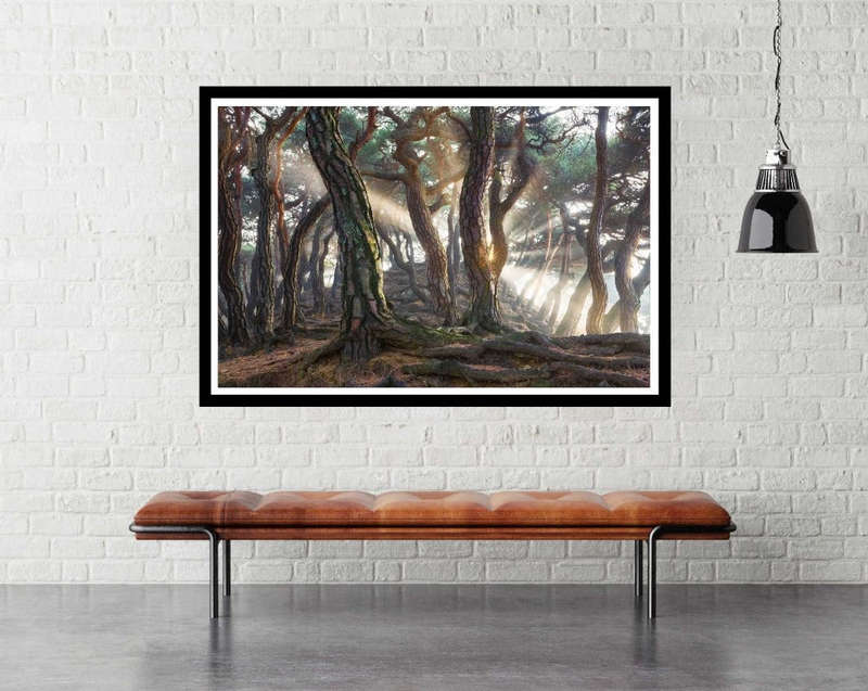 Sacred Pine Trees by Jaeyoun Ryu - Nature Photography poster