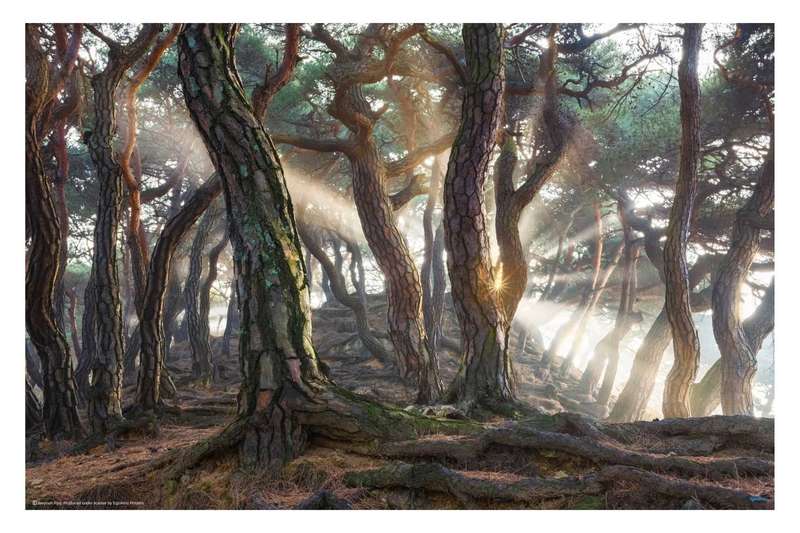 Sacred Pine Trees by Jaeyoun Ryu - Nature Photography poster