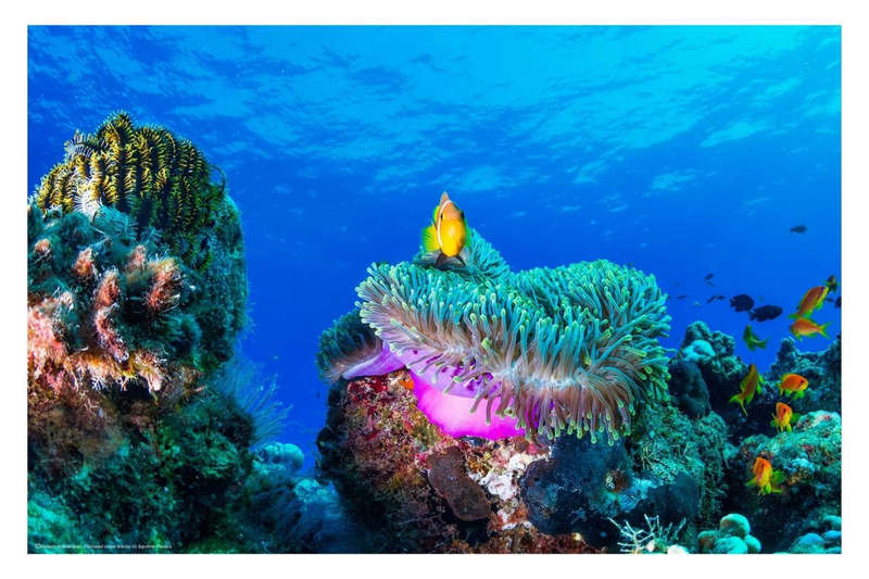 Sea Life by Roberto Marchegiani - Ocean Photography poster
