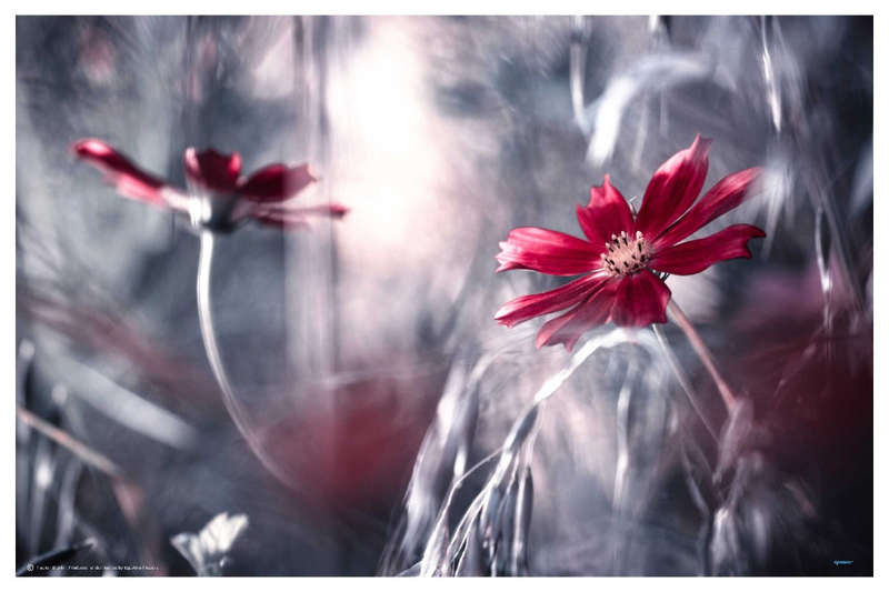 Seduction Games by Fabien Brovin - Nature Photography poster