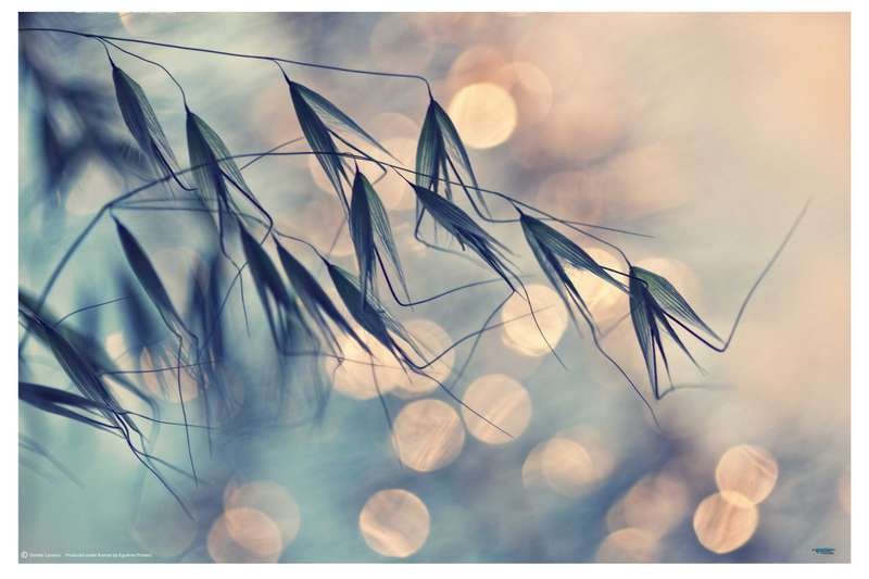 Seed pod fairy lights by Dimitar Lazarov - nature Photography poster