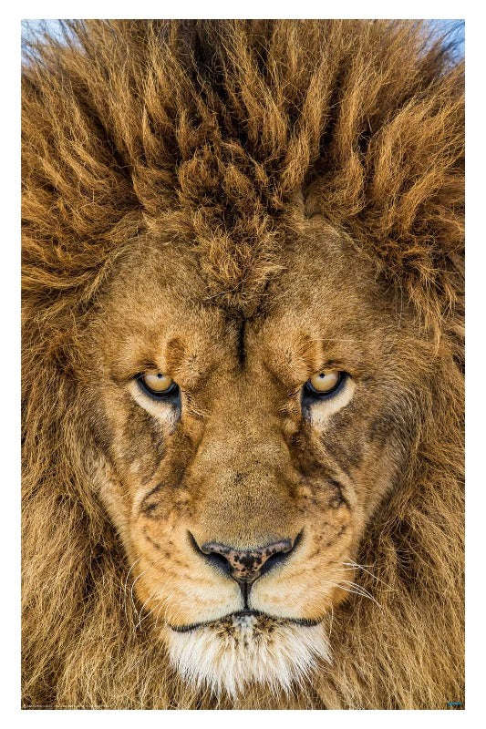 Serious Lion by Mike Centioli - Wildlife Poster